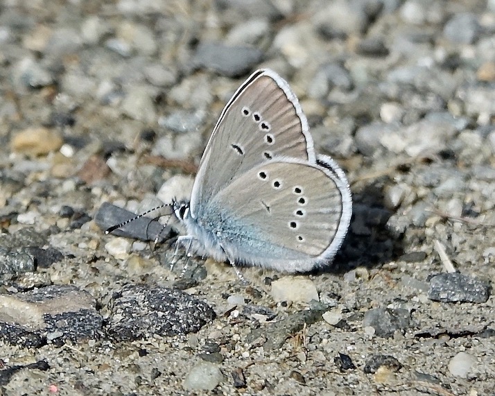 mazarine blue